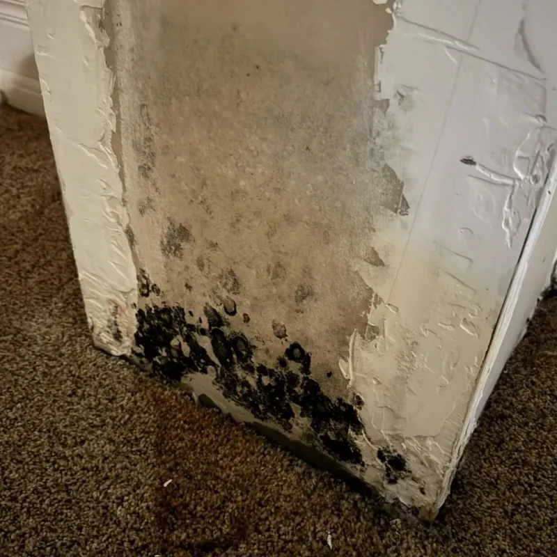 Professional Mold Removal in Houston County, GA